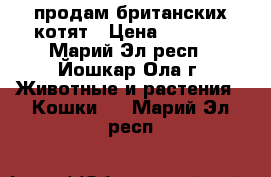 продам британских котят › Цена ­ 1 500 - Марий Эл респ., Йошкар-Ола г. Животные и растения » Кошки   . Марий Эл респ.